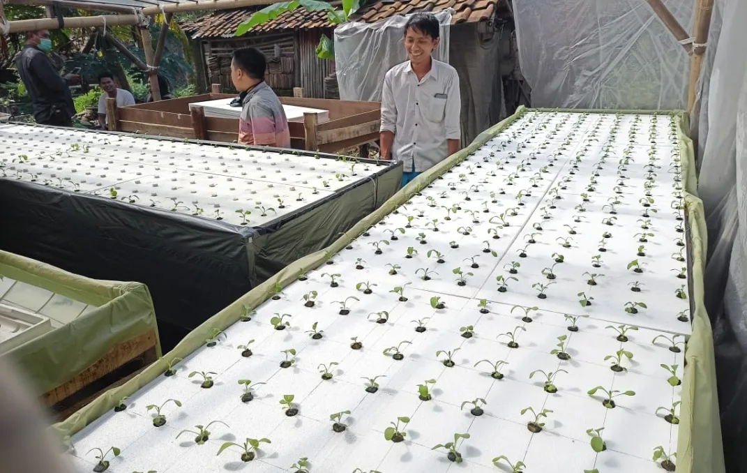 Gagal Mendapat Pekerjaan, Tomi Merintis Usaha Hidroponik