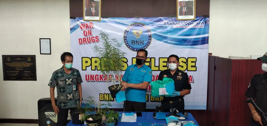Berita Banten, Berita Banten Terbaru, Berita Banten Hari Ini, Berita Cilegon, Berita Cilegon Terbaru, Berita Cilegon Hari Ini, Berita Ganja, Berita Narkoba: 11 Pohon Ganja Disita dari Sebuah Rumah di Cilegon