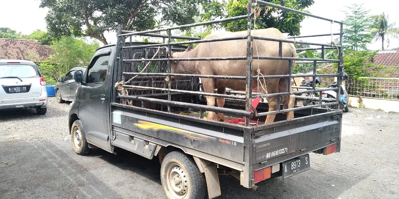 Berita Banten, Berita Banten Terbaru, Berita Banten Hari Ini, Berita Cilegon, Berita Cilegon Terbaru, Berita Cilegon Hari Ini, Berita Kriminal, Berita Maling, Berita Pencurian: Maling Kerbau di Cilegon Dibekuk Polisi