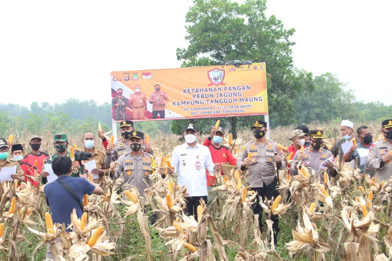 Berita Banten, Berita Banten Terbaru, Berita Banten Hari Ini, Berita Kabupaten Tangerang, Berita Kabupaten Tangerang Terbaru, Berita Kabupaten Tangerang Hari Ini: Wabup dan Wakapolda Banten Panen Jagung 5 Hektare