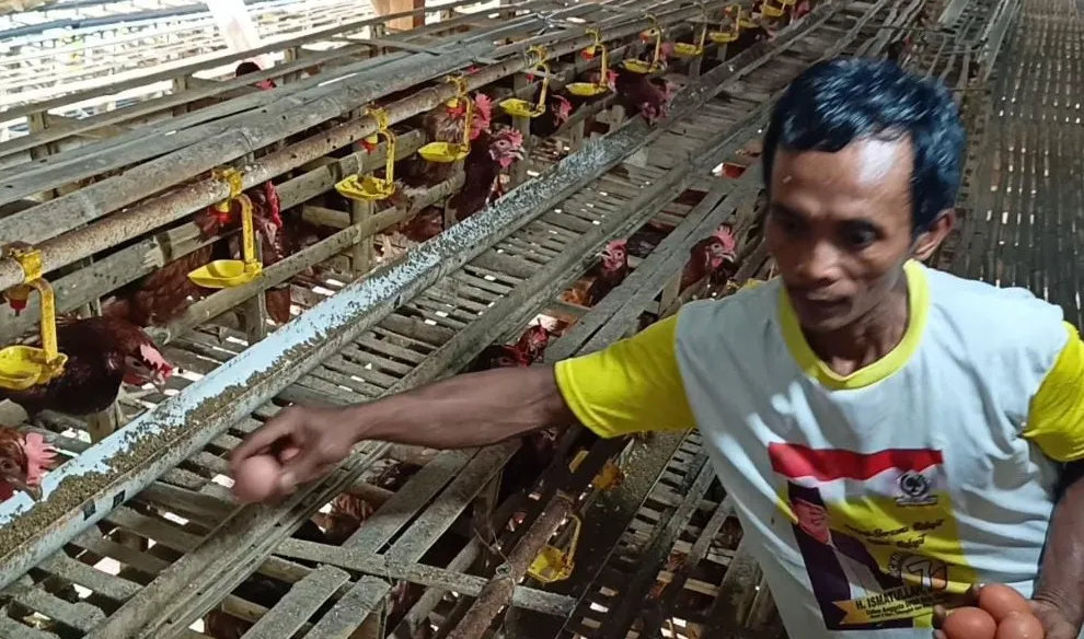 Warga Kepuh Pengusaha Ayam Petelur Butuh Dukungan Modal dari Pemerintah