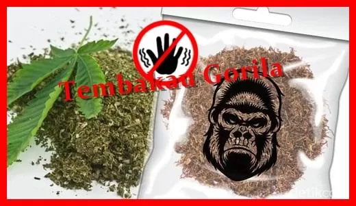 Berita Banten, Berita Banten Hari Ini, Berita Banten Terbaru, Serang, Serang Hari Ini, Serang Terbaru, Peristiwa, Peristiwa Hari Ini, Peristiwa Terbaru, Berita Viral, Berita Viral Hari Ini, Berita Viral Terbaru: Pengedar Tembakau Gorila Diciduk Setelah Ambil Paket di Depan Mushola