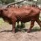 19 Ekor Sapi di Kabupaten Tangerang Suspek LDS