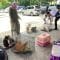 Populasi Semakin Berkembang, Pemkab Tangerang Sterilisasi Kucing Liar