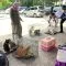 Populasi Semakin Berkembang, Pemkab Tangerang Sterilisasi Kucing Liar
