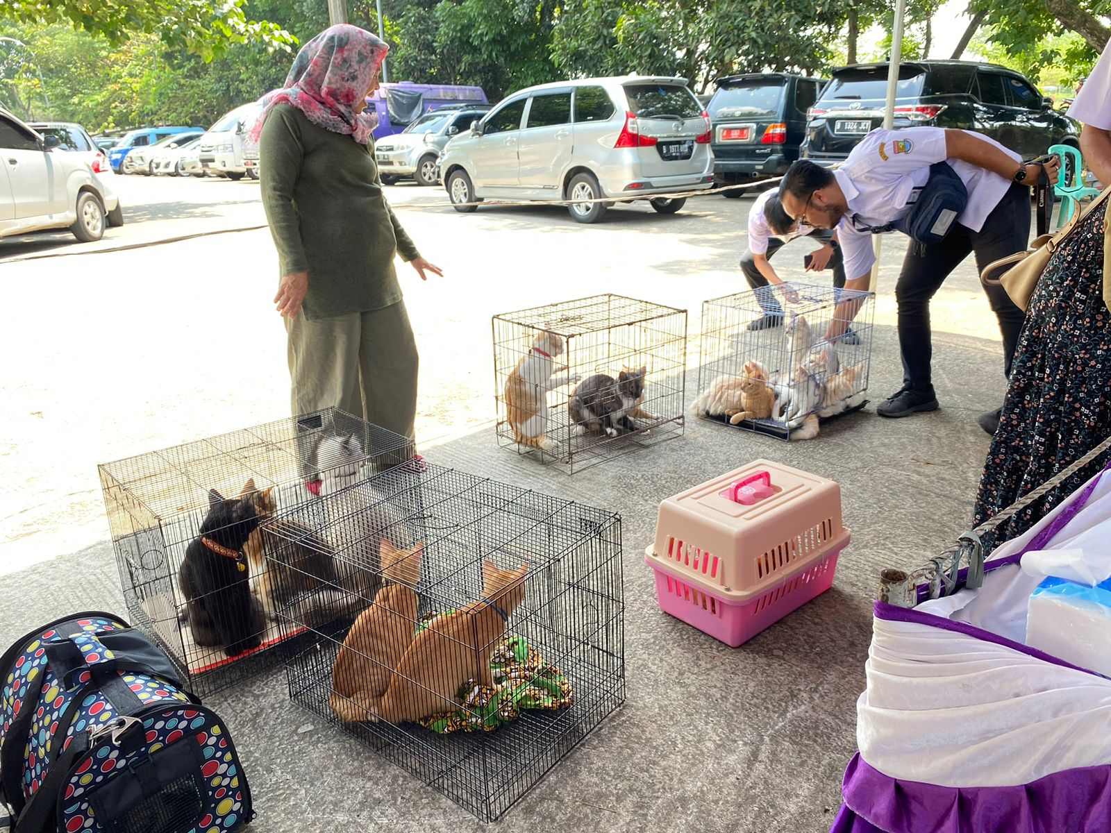 Populasi Semakin Berkembang, Pemkab Tangerang Sterilisasi Kucing Liar
