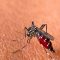 Ilustrasi nyamuk Aedes Aegypti penyebab penyakit Demam Berdarah (DBD)