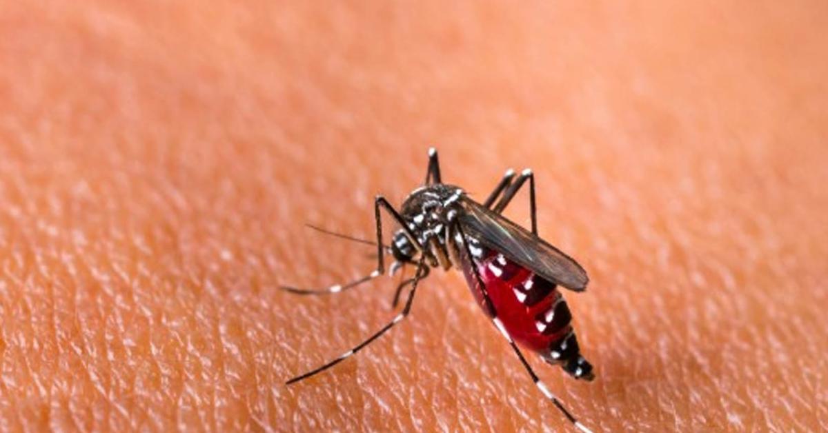 Ilustrasi nyamuk Aedes Aegypti penyebab penyakit Demam Berdarah (DBD)