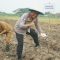 Polresta Tangerang Kembali Tanam Jagung Serentak, Kali Ini di Lahan Seluas 25 Hektare