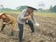 Polresta Tangerang Kembali Tanam Jagung Serentak, Kali Ini di Lahan Seluas 25 Hektare
