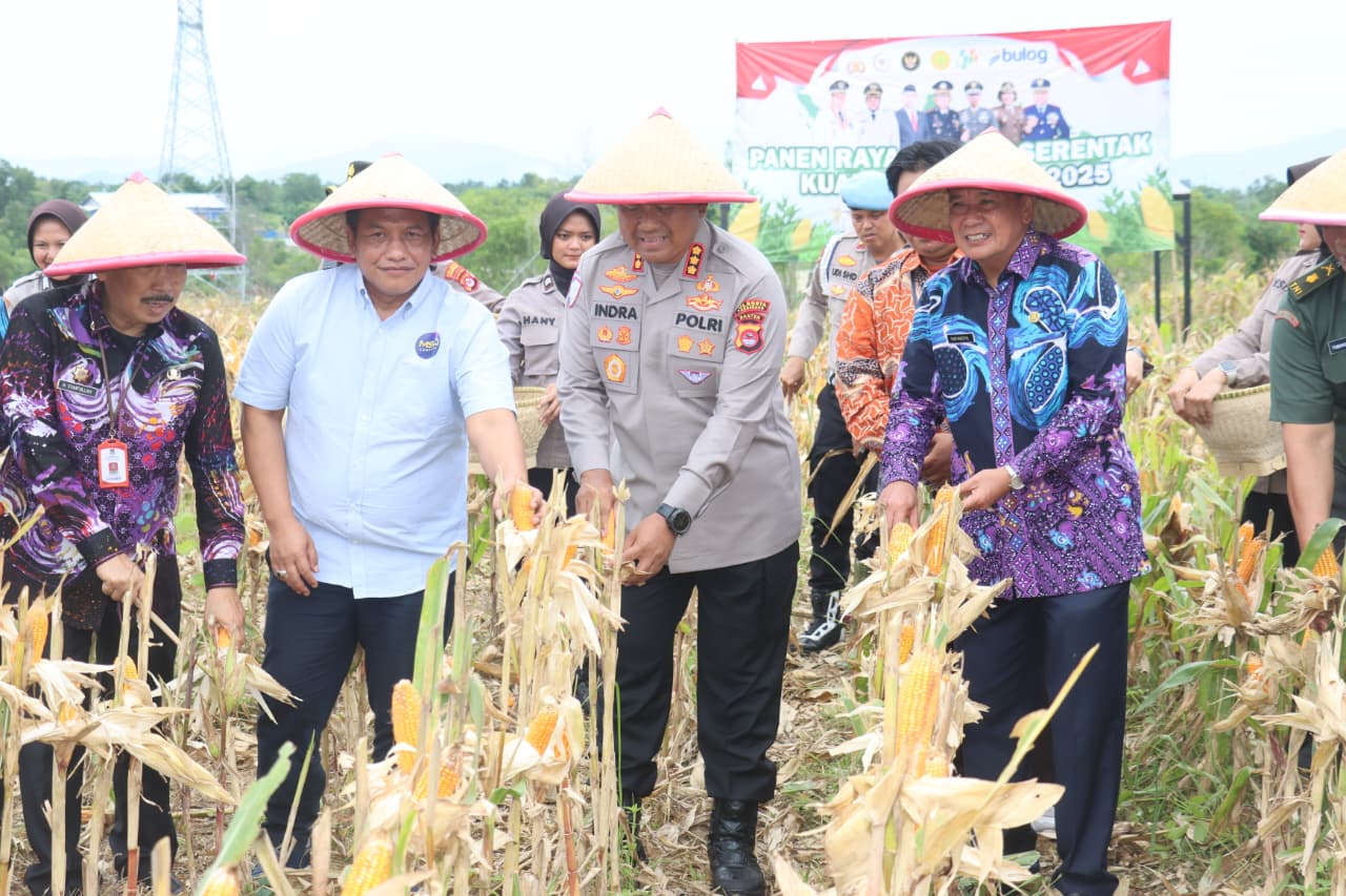 Program Ketahanan Pangan Jagung di Bantar Panjang Tunjukkan Hasil Nyata