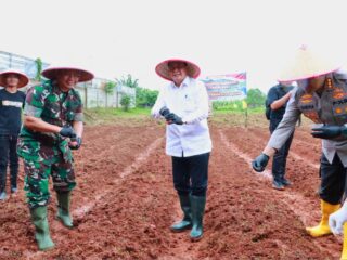 Bupati Tangerang Moch Maesyal Rasyid Pimpin Penanaman Jagung Hibrida Serentak di Panongan
