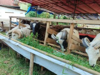 DPKP Tangerang Minta Pedagang Hewan Kurban Jaga Kebersihan dan Ketertiban Lapak