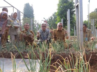 Panen Perdana Bawang Merah Varietas Batu di Tangsel Cetak Hasil Positif