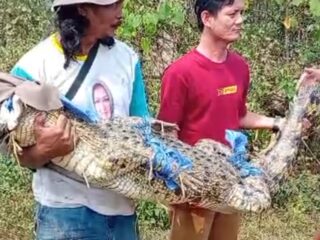 Buaya Muara Kejar Petani di Cikupa, Warga Berhasil Tangkap Reptil Berbobot 80 Kilogram
